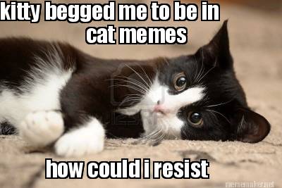 kitty-begged-me-to-be-in-cat-memes-how-could-i-resist