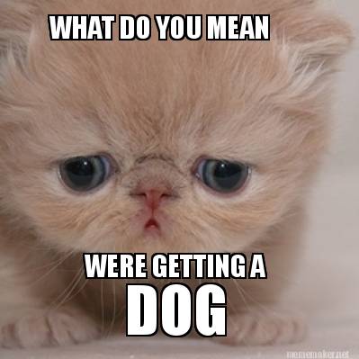 Meme Maker - WHAT DO YOU MEAN WERE GETTING A DOG Meme Generator!