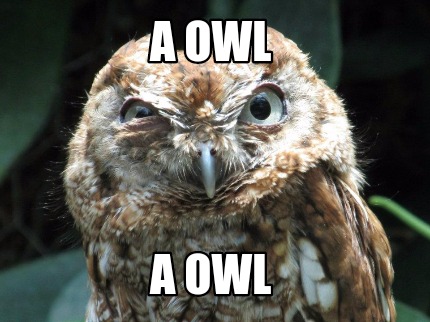 funny owl memes