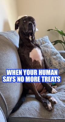 Meme Maker When Your Human Says No More Treats Meme Generator