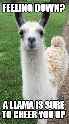 Meme Maker - Feeling down? A llama is sure to cheer you up Meme Generator!